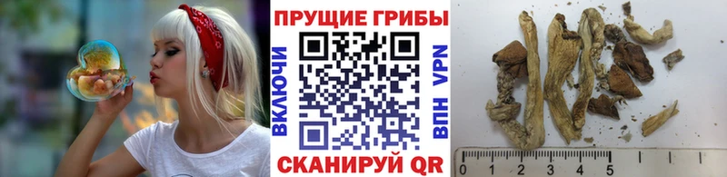Галлюциногенные грибы Cubensis  где можно купить наркотик  Саратов 